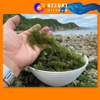 Rong nho, rong nho tách nước đặc sản Khánh Hòa Gói 100g nở ra 300g