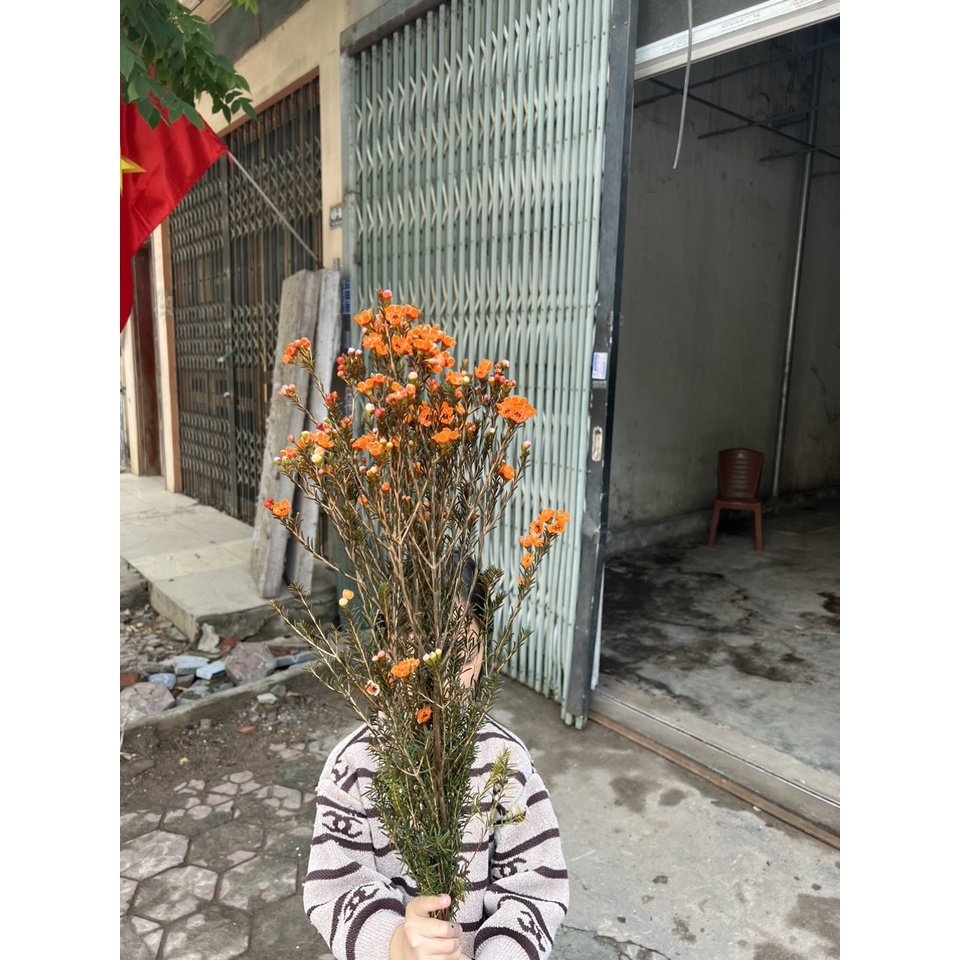 1 BÓ HOA THANH LIỄU BÔNG TO