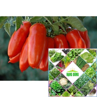Hat giống cà chua chuối 30 hạt hat f1