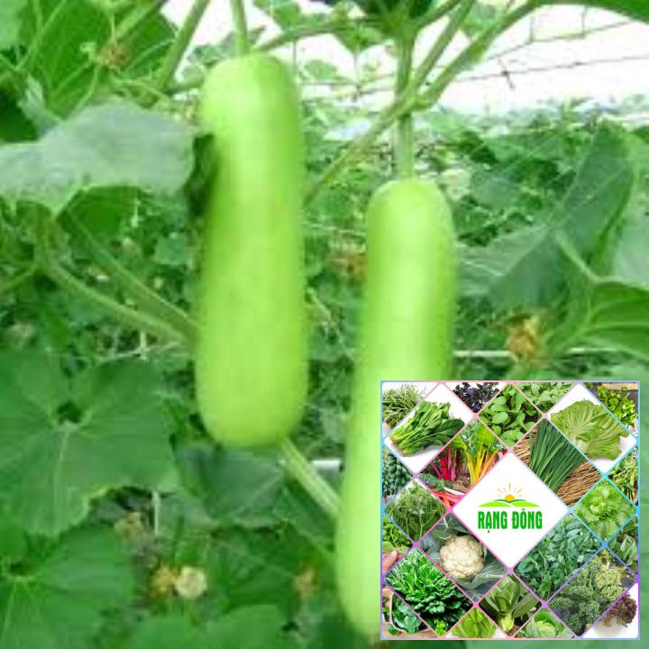 10 hạt giống bầu xanh