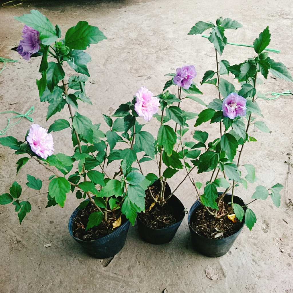 Hoa dâm bụt tím  - cây cảnh để bàn