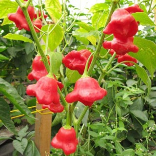 30 hạt giống ớt hoa hồng