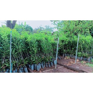 Cây Giống Macca Ghép ( cây khỏe đẹp được kiểm tra trươc thnah toán)