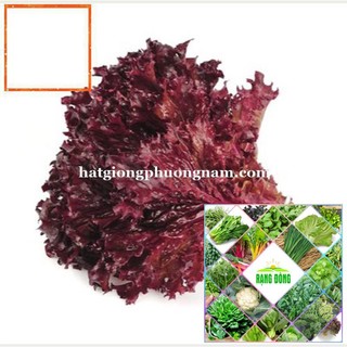 0,5gr - hạt giống xà lách tím hạt giống nông trại xanh the garden