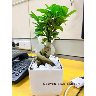 Cây si nhật bonsai trang trí sân vườn, tiểu cảnh