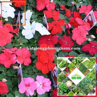 15H - HẠT GIỐNG HOA NGỌC THẢO (MAI ĐỊA THẢO) Hạt Giống Nông Trại Xanh THE GARDEN