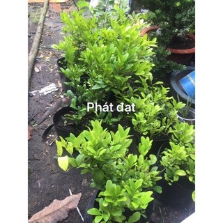 chanh bắc - chanh ta loại lớn . ( ăn được lá )