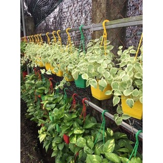 Trầu bà càng cua