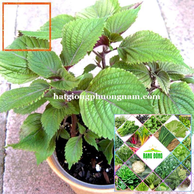 2GR - HẠT GIỐNG TÍA TÔ Hạt Giống Nông Trại Xanh THE GARDEN