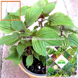 2GR - HẠT GIỐNG TÍA TÔ Hạt Giống Nông Trại Xanh THE GARDEN