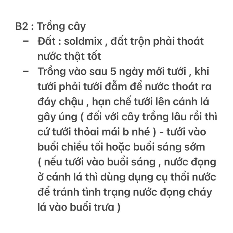 Sen Đá Nâu - size Bầu 3 nhánh - Xả đất khi gửi ạ