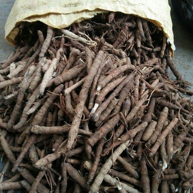 Sâm tiên mao - Sâm cau đen - Loại 1 sấy khô cao cấp - Gói 200gr