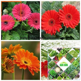 20H - HẠT GIỐNG HOA ĐỒNG TIỀN MIX Hạt Giống Nông Trại Xanh THE GARDEN