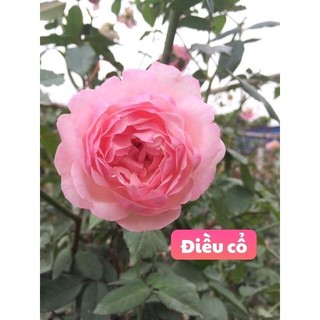 Cây hoa hồng điều cổ