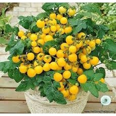 hạt giống cà chua cherry lùn đỏ 50 hạt