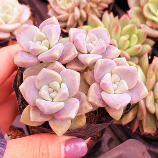 Siêu giảm giá sen đá Tím szie bầu