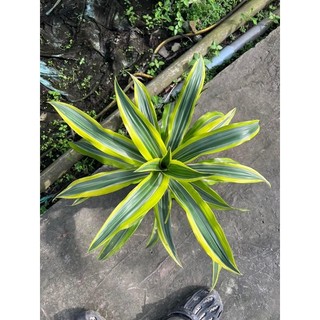 Cây Phát tài Mỹ để bàn
