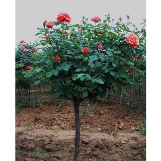 GỐC HỒNG THÂN GỖ( tặng kích rễ khi mua từ 5 gốc )
