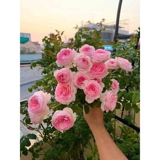 COMBO 5 Gốc Hoa Hồng Cổ hoa thơm nức