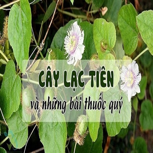 Cây Lạc Tiên  tươi 1kg
