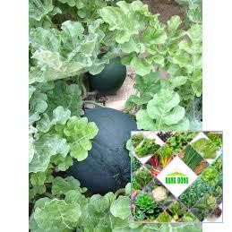 10 hạt giống dưa hấu đen ruột đỏ