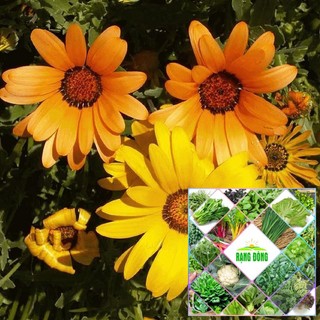 50H - HẠT GIỐNG HOA CÚC CHÂU PHI NHIỀU MÀU THE GARDEN
