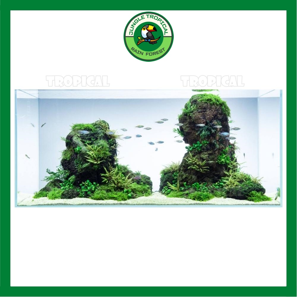 Đá đen Gia Lai - Đá trang trí tạo bố cục bể thủy sinh cá cảnh