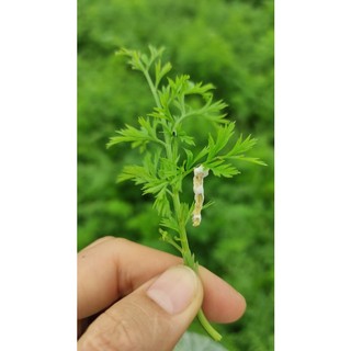 Chế phẩm sinh học BT can 5 lít