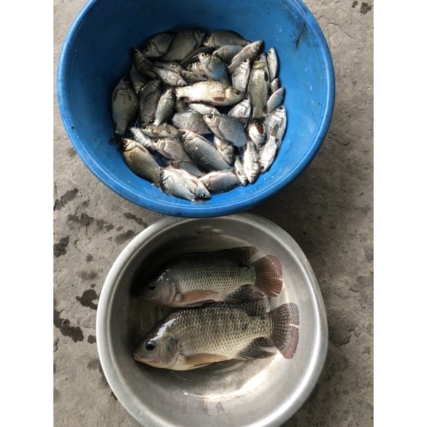 Bông tuyết câu cá gói 200g