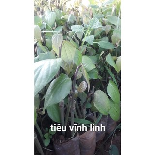 Set  4 cây tiêu giống cây tốt ( cây xanh ngọc lan 47)