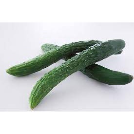 30 hạt giống dưa chuột dài