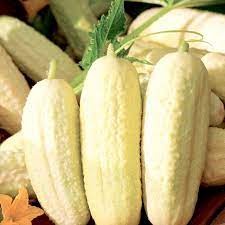 30 hạt giống dưa chuột trắng