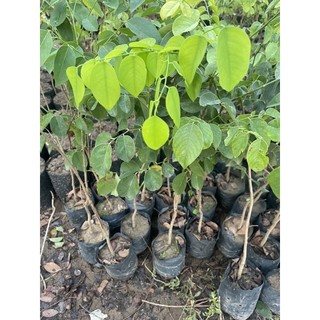 Cây Giống Trắc Đỏ