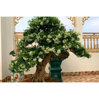Cây nguyệt quế lùn hoa thơm tứ thì - phôi bonsai