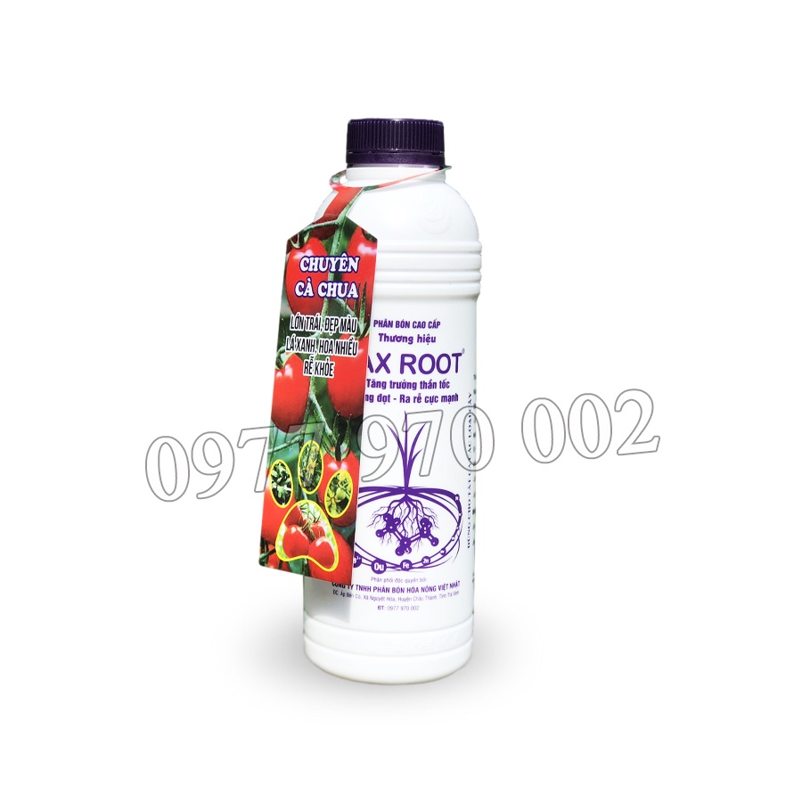 MAX ROOT DƯỠNG CHUYÊN CÀ CHUA CHAI LỚN TRÁI-NẶNG CÂN-TRÁI BÓNG ĐẸP- TĂNG NĂNG SUẤT