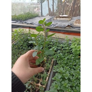 Bạc hà giống (bạc hà táo, bạc hà nhật, bạc hà cam , bạc hà chanh sả các loại (chỉ gửi gần HÀ NỘI)
