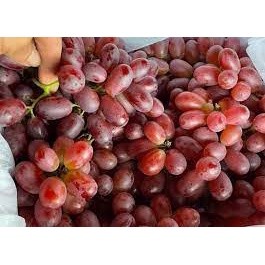 hạt giống nho đỏ không hạt 15 hạt