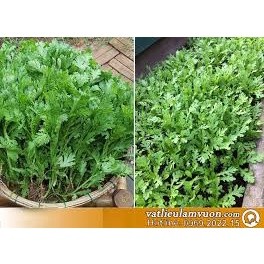 Gói 10 gr hạt giống rau cải cúc trồng bốn mùa  PHÚ ĐIỀN