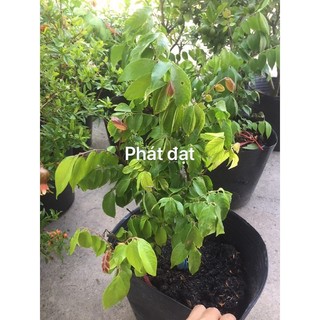 khế ngọt con có bông và trái