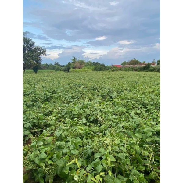 Đậu xanh trồng rẫy vườn Kon Tum chuẩn sạch túi 500g/1Kg