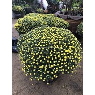 200 hạt giống hoa cúc mâm xôi vàng TRỢ GIÁ