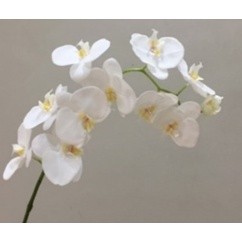 Hoa Lan ( Hoa Lụa)