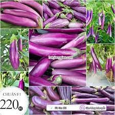 100 hạt giống cà tím dài siêu quả