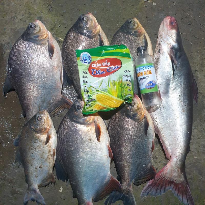 Cháo Dừa Câu Cá Thọ Hóc Môn