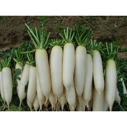 hạt giống củ cải trắng