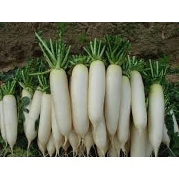 Hạt giống củ cải trắng