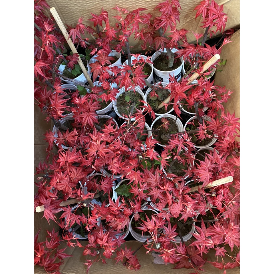 CÂY PHONG LÁ ĐỎ ĐẸP NHƯ HÌNH CÂY DỄ TRỒNG