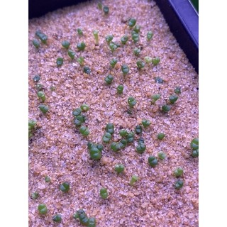 Hạt giống sen đá Mông (Thạch lan) mix
