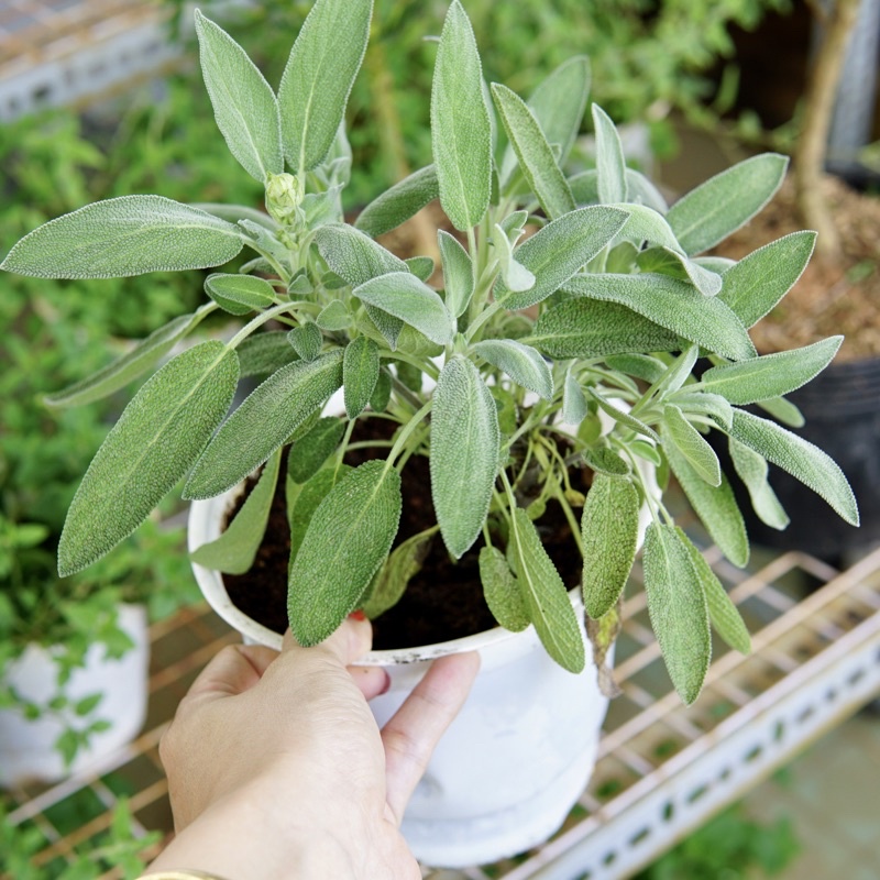 Cây Xô Thơm Sage JUN GARDEN