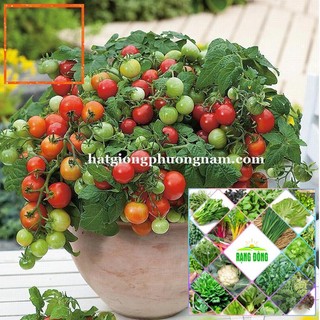 20H - HẠT GIỐNG CÀ CHUA BI ĐỎ LÙN Hạt Giống Nông Trại Xanh THE GARDEN